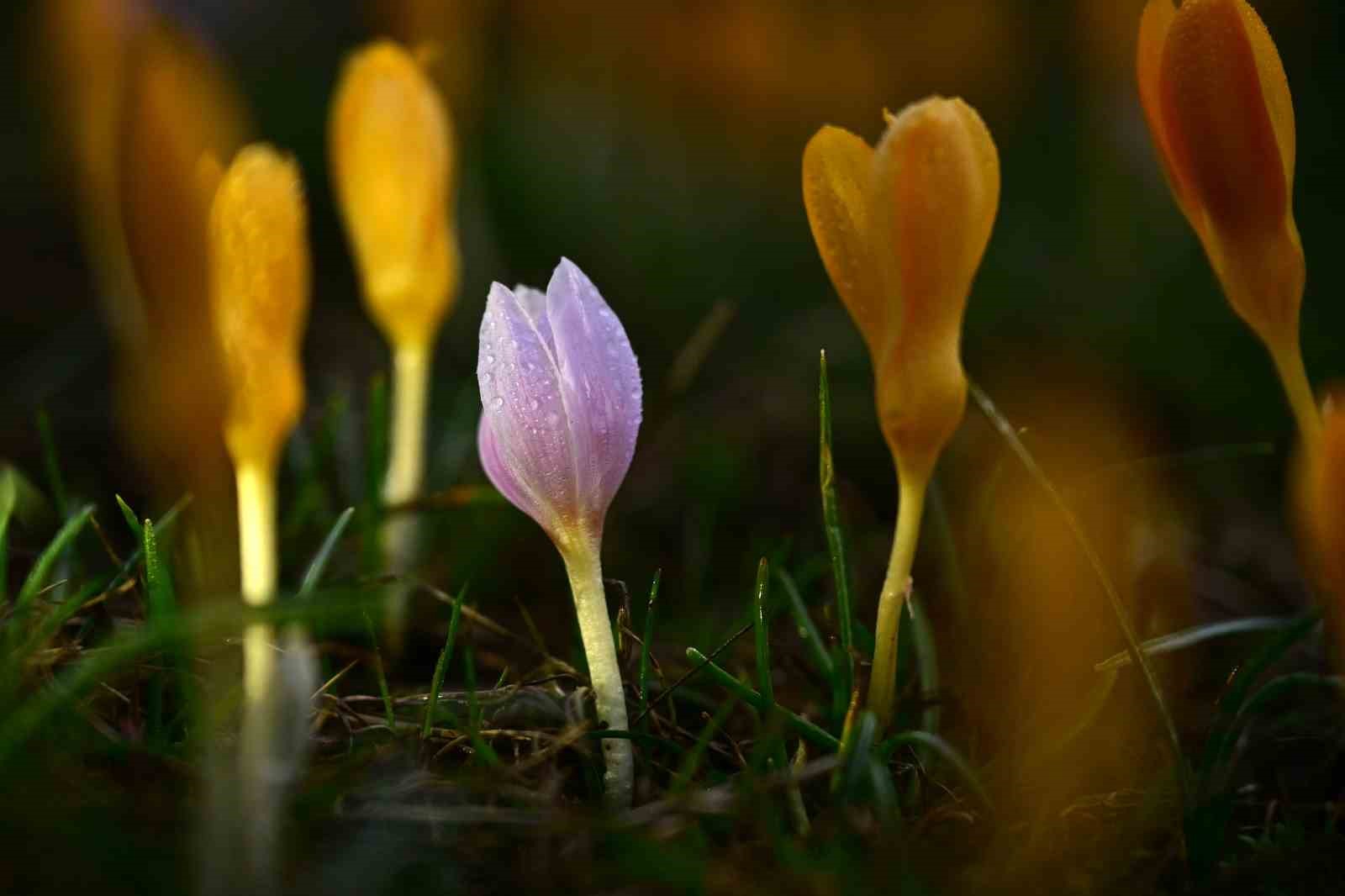Süleymaniye’de renk cümbüşü: Sarı ve mor çiğdemler açtı
