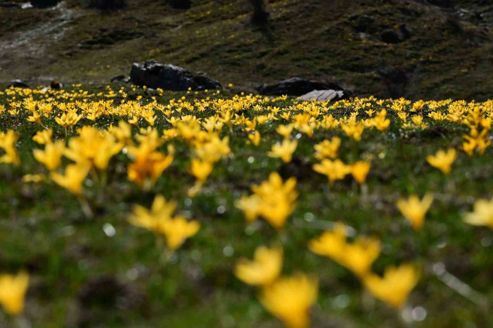 Süleymaniye’de renk cümbüşü: Sarı ve mor çiğdemler açtı
