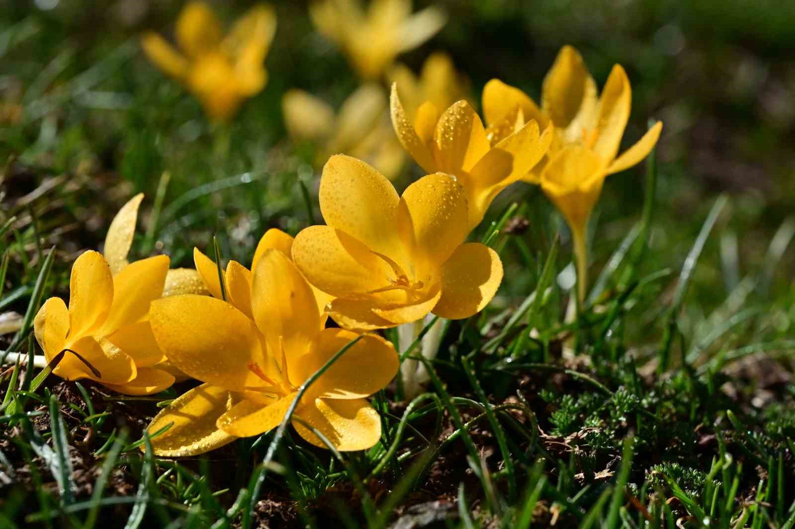 Süleymaniye’de renk cümbüşü: Sarı ve mor çiğdemler açtı

