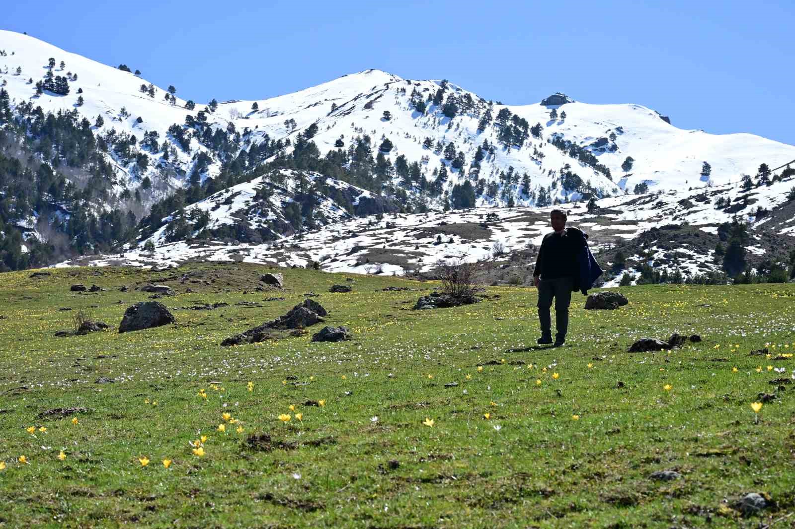 Süleymaniye’de renk cümbüşü: Sarı ve mor çiğdemler açtı

