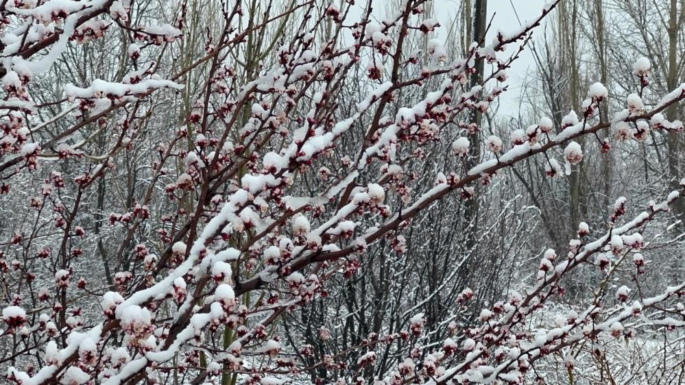 Sultandağı’nda kayısı ve erikleri don vurdu, kiraz kurtuldu
