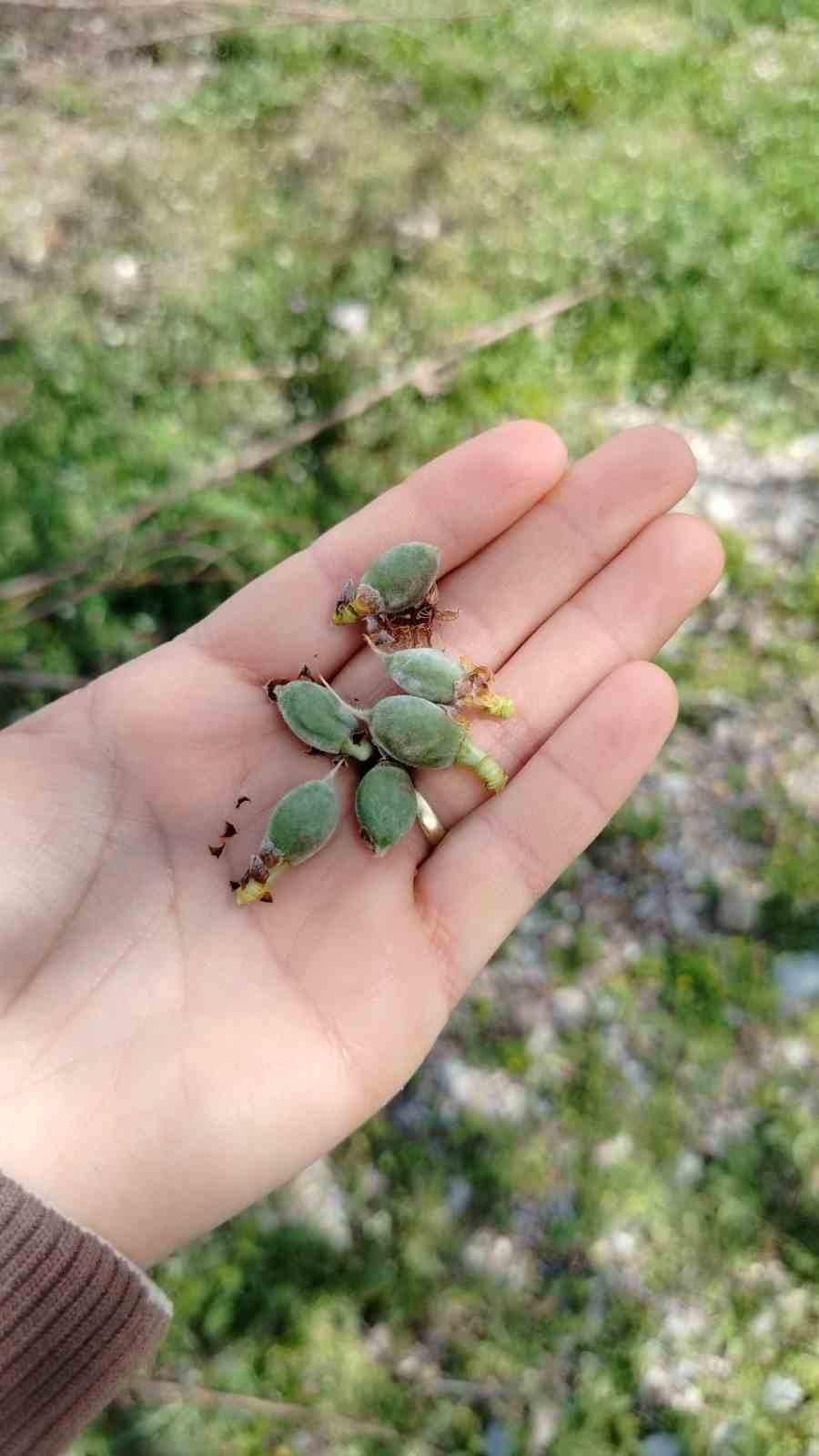 Sultandağı’nda kayısı ve erikleri don vurdu, kiraz kurtuldu
