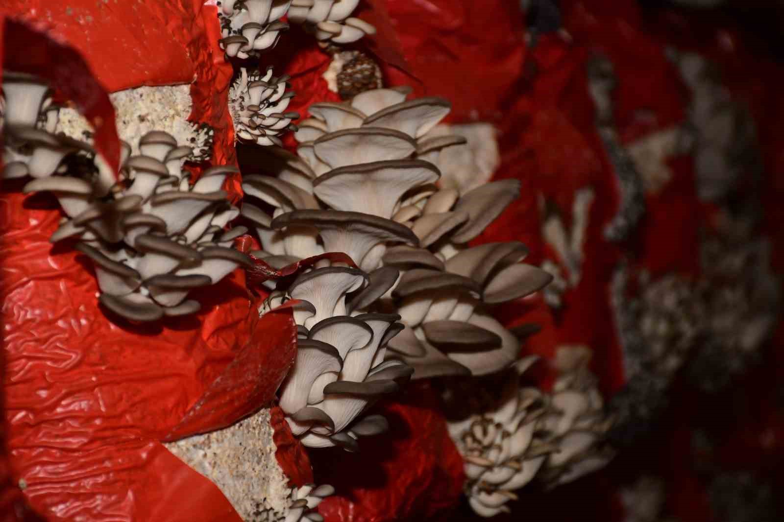 Sultanhisar’da mantar yetiştiriciliği kursu açılıyor
