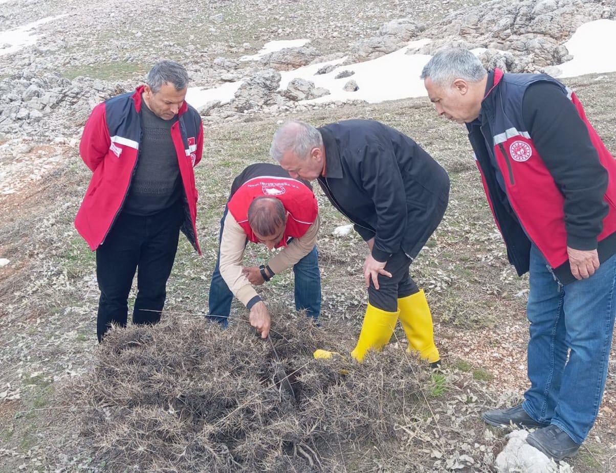 Süne mücadelesi için ilkbahar kışlak sürveyleri yapıldı
