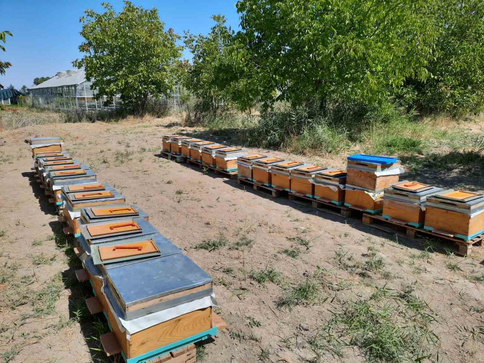 ’Süper gıda’ arı sütü Malatya’da mercek atında
’Süper gıda’ arı sütü Malatya’da mercek atında