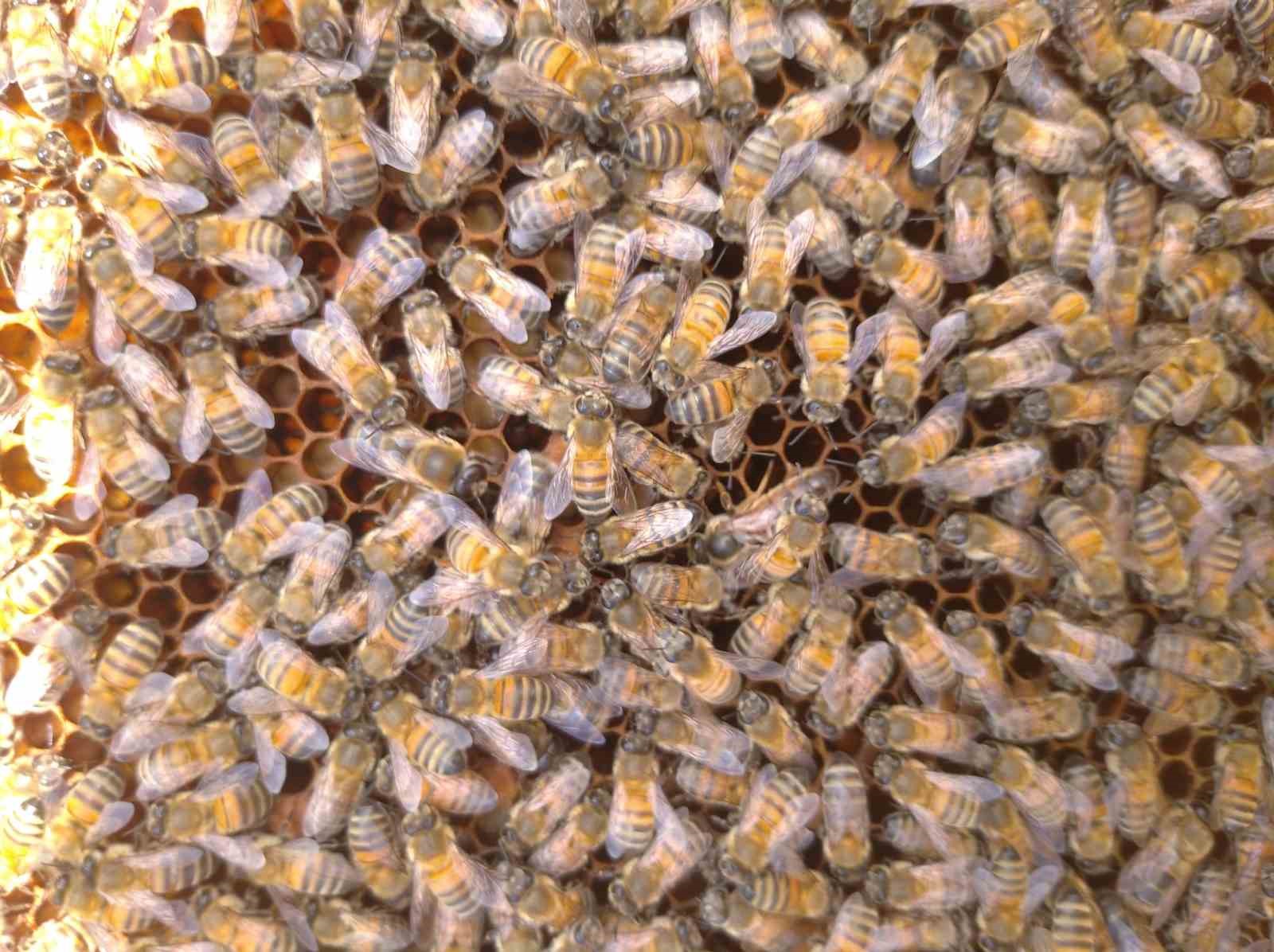 ’Süper gıda’ arı sütü Malatya’da mercek atında
’Süper gıda’ arı sütü Malatya’da mercek atında