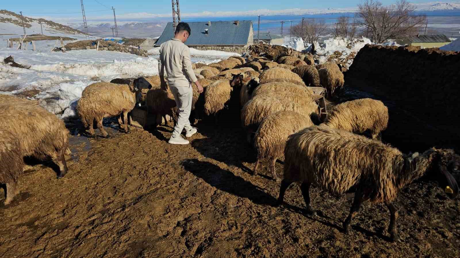 Süphan Dağı’nın eteğinde zorlu hayvancılık mücadelesi
