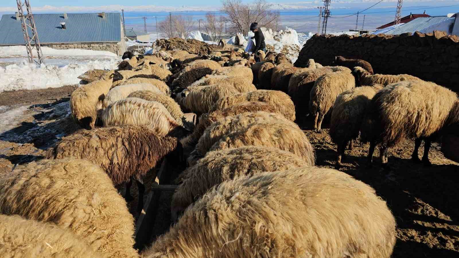 Süphan Dağı’nın eteğinde zorlu hayvancılık mücadelesi

