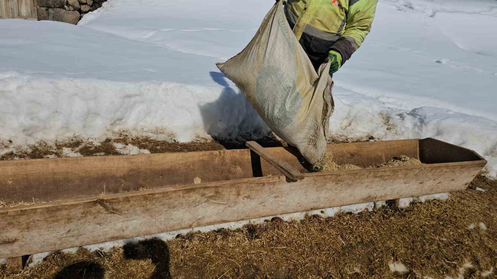 Süphan Dağı’nın eteğinde zorlu hayvancılık
