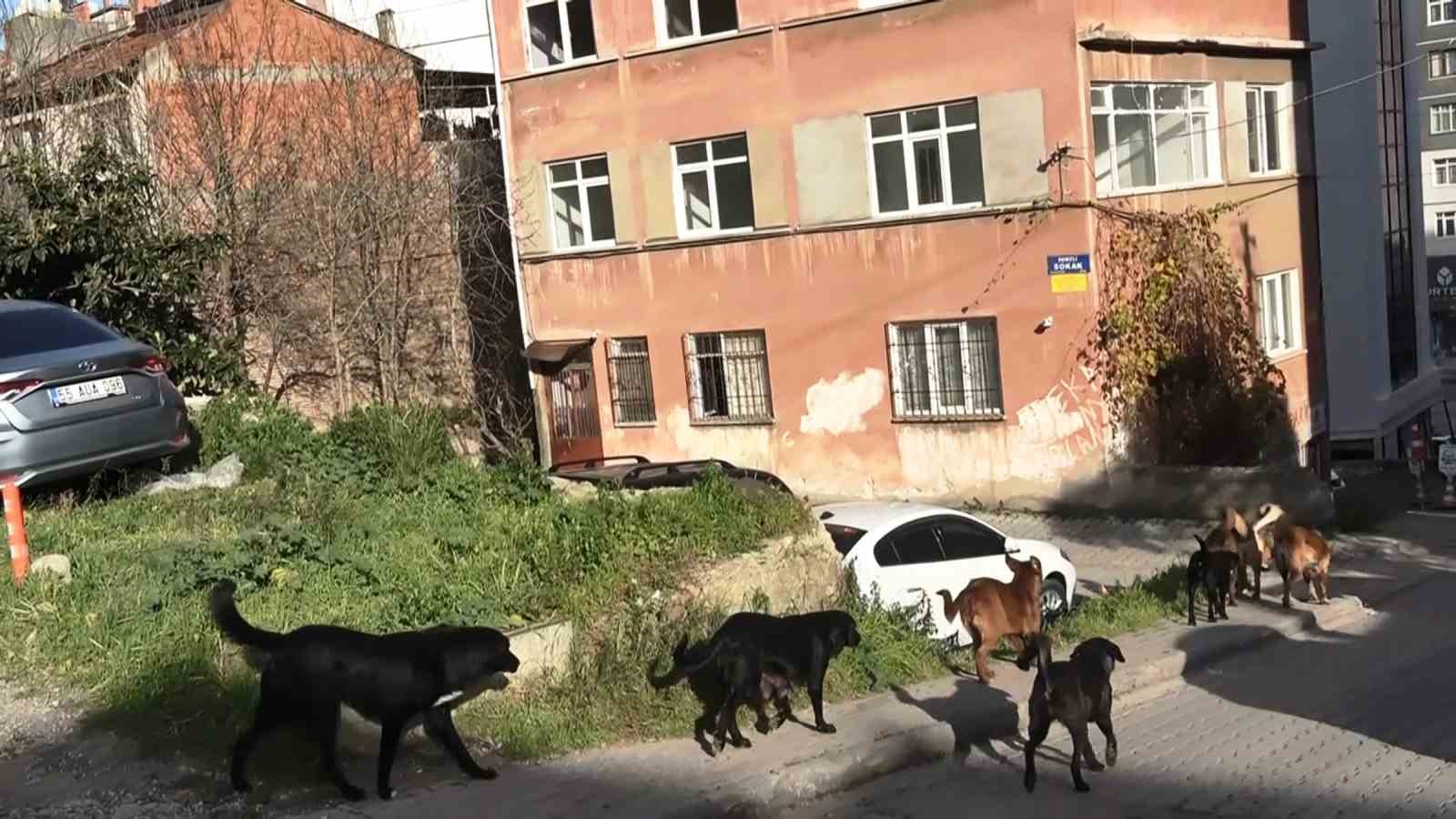 Sürü halindeki başıboş köpekler ekipleri görünce kaçtı
