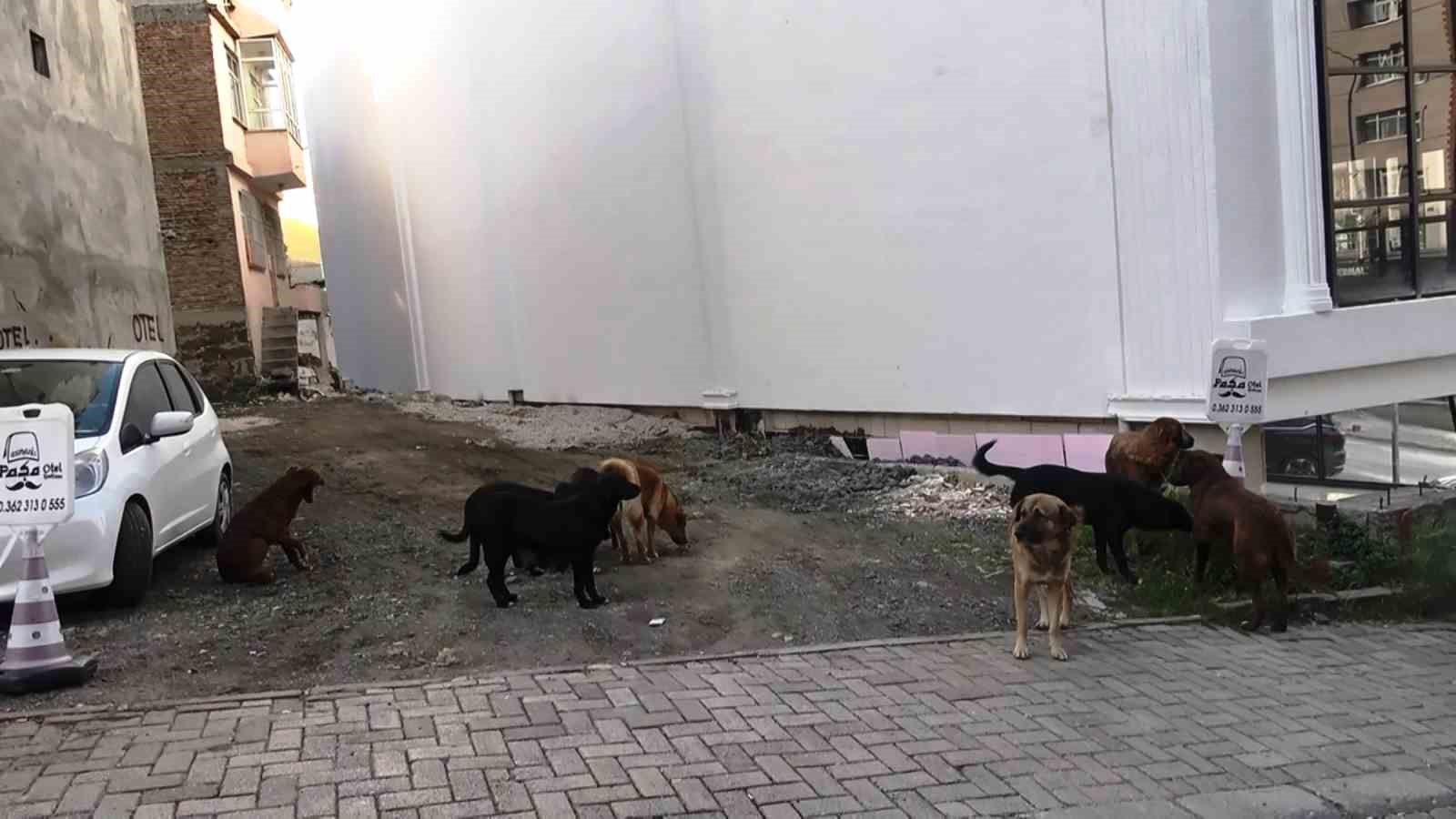 Sürü halindeki başıboş köpekler ekipleri görünce kaçtı
