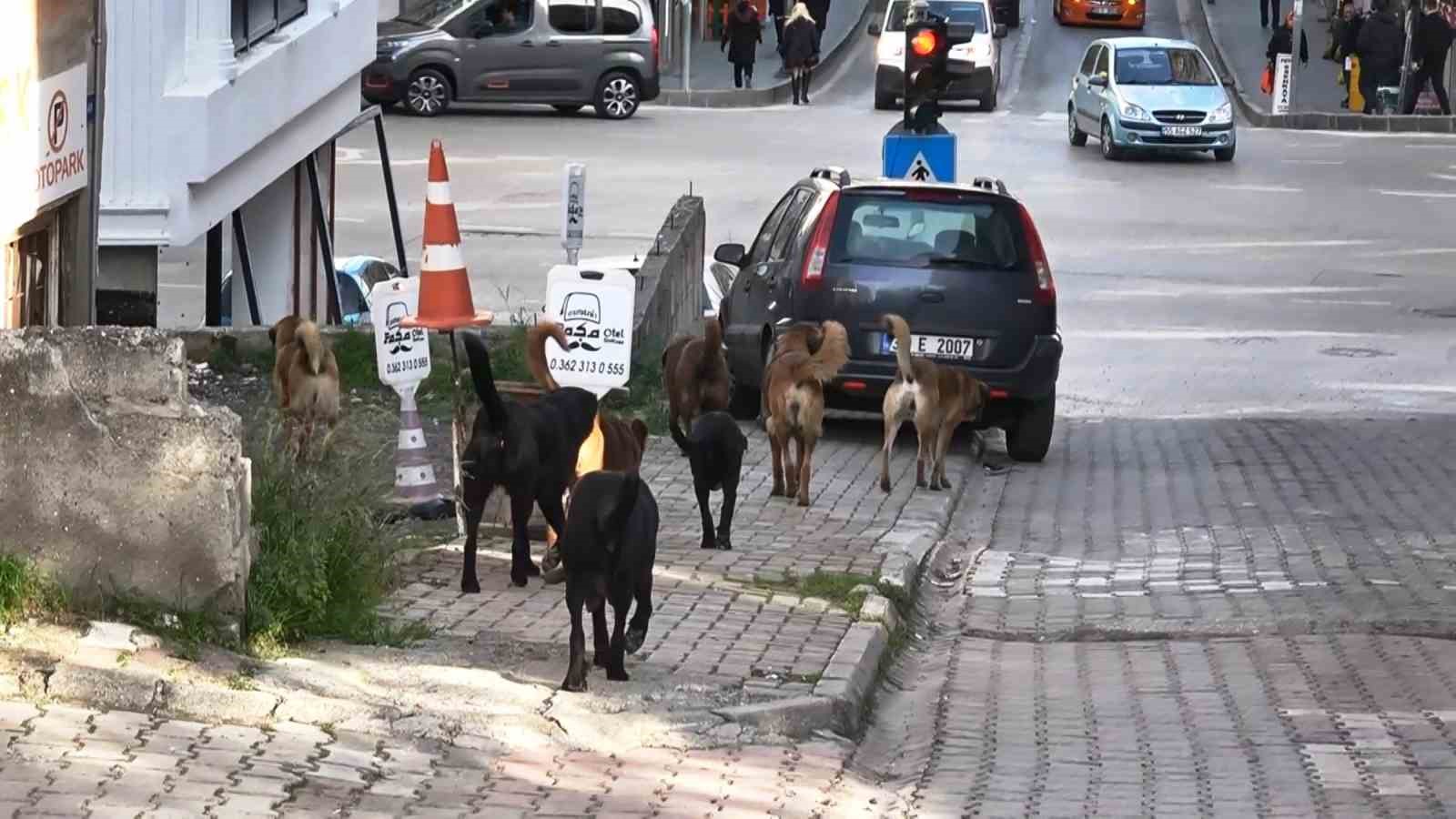 Sürü halindeki başıboş köpekler ekipleri görünce kaçtı
