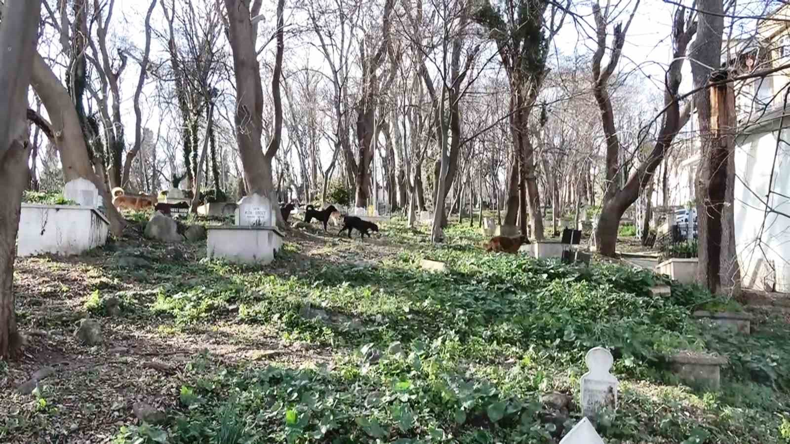 Sürü halindeki başıboş köpekler ekipleri görünce kaçtı
