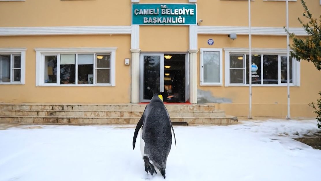 Sürüden ayrılan nihilist penguen Çameli’ye uğradı
