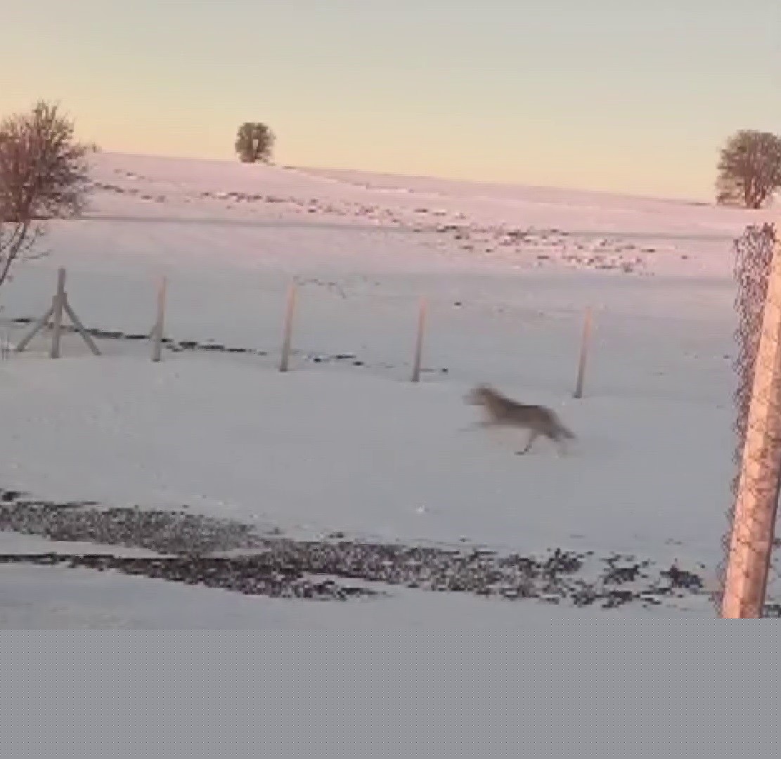 Sürüden ayrılarak mahsur kalan kurt, cep telefonu ile görüntülendi
