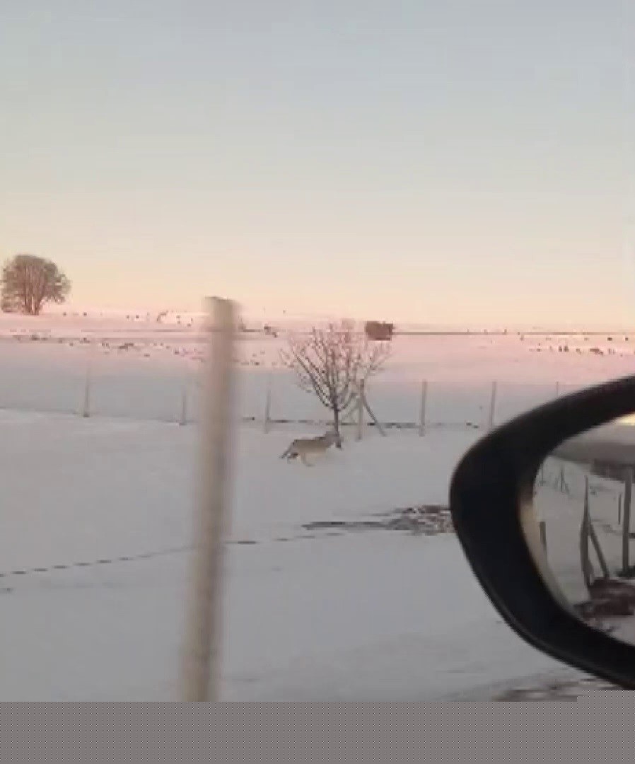 Sürüden ayrılarak mahsur kalan kurt, cep telefonu ile görüntülendi
