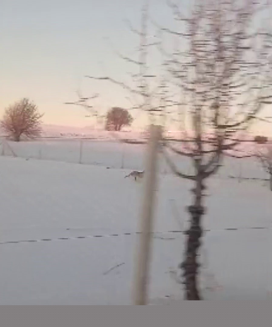 Sürüden ayrılarak mahsur kalan kurt, cep telefonu ile görüntülendi
