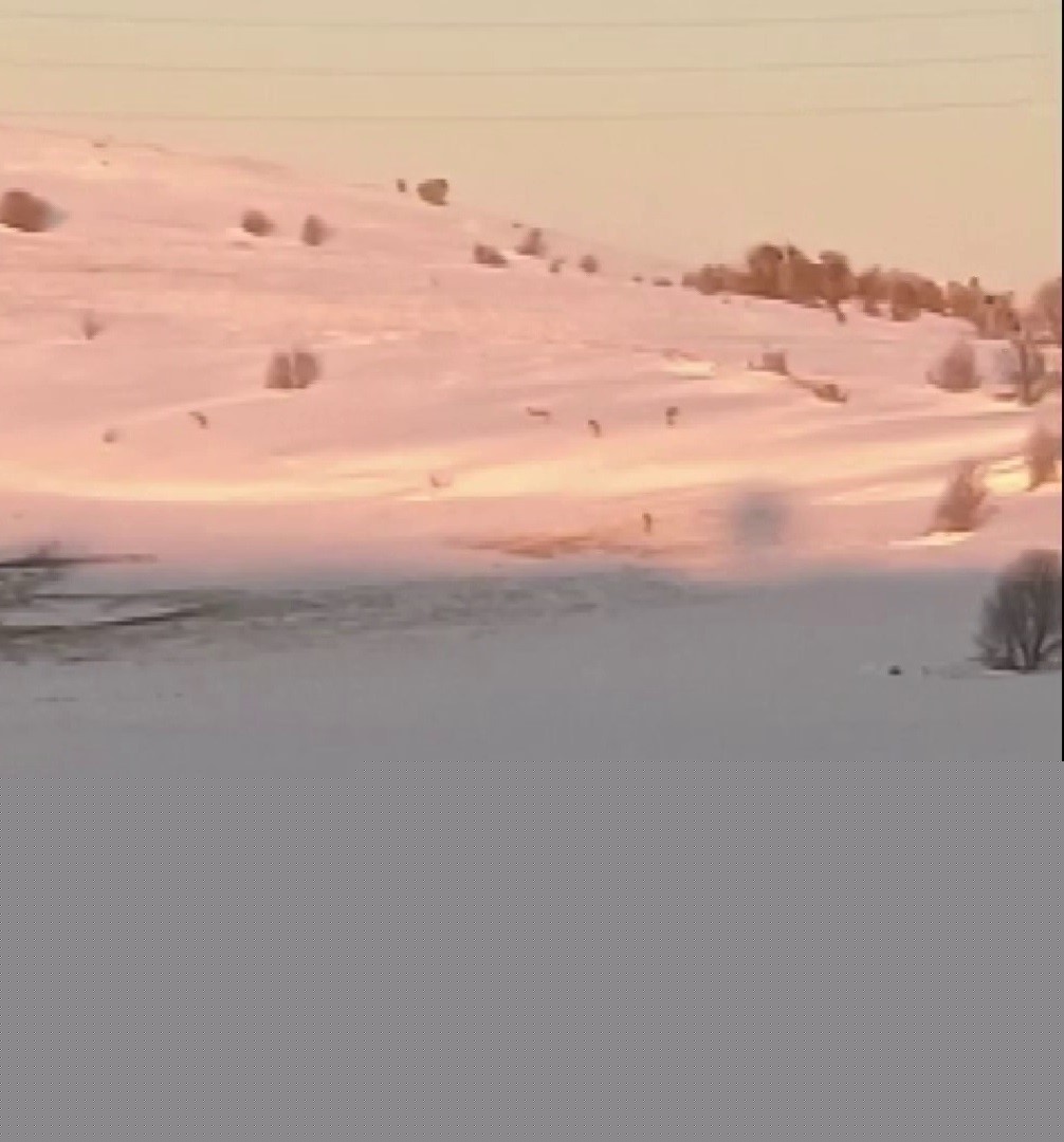 Sürüden ayrılarak mahsur kalan kurt, cep telefonu ile görüntülendi
