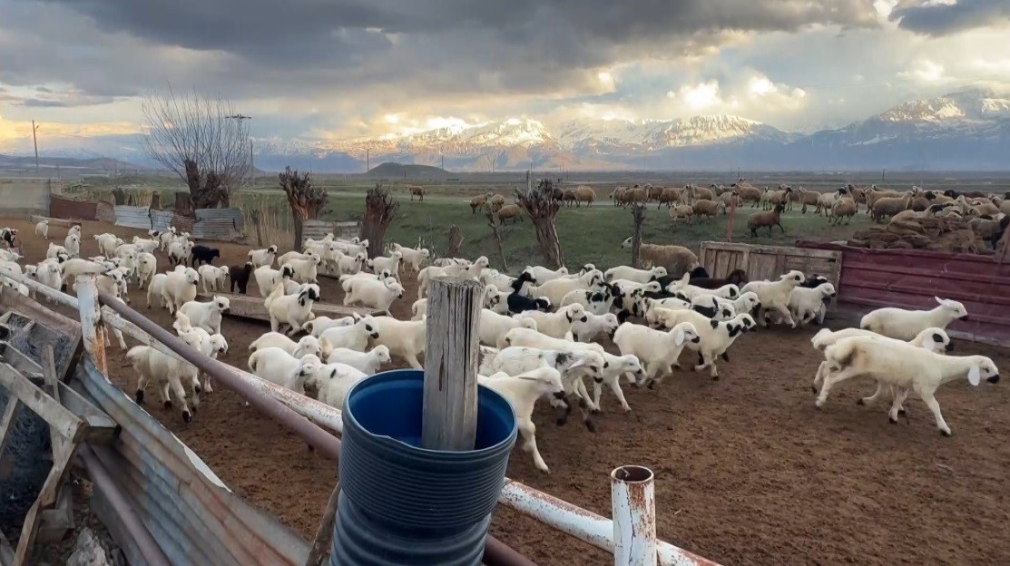 Sürülerde bahar hareketliliği: Kuzular annelerini böyle buldu
