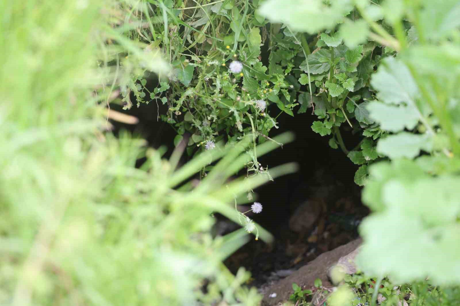 Sürünün geçişi esnasında 3 metrelik kuyuya düşen koyunu esnaf kurtardı: O anlar kamerada
