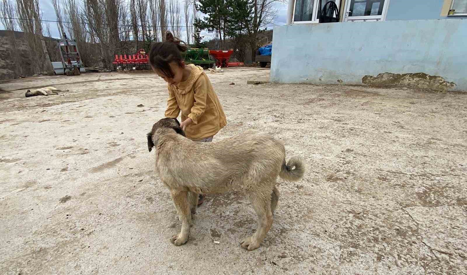 Sürünün muhafızı çoban köpekleri, çobanlara can dostu oluyor
