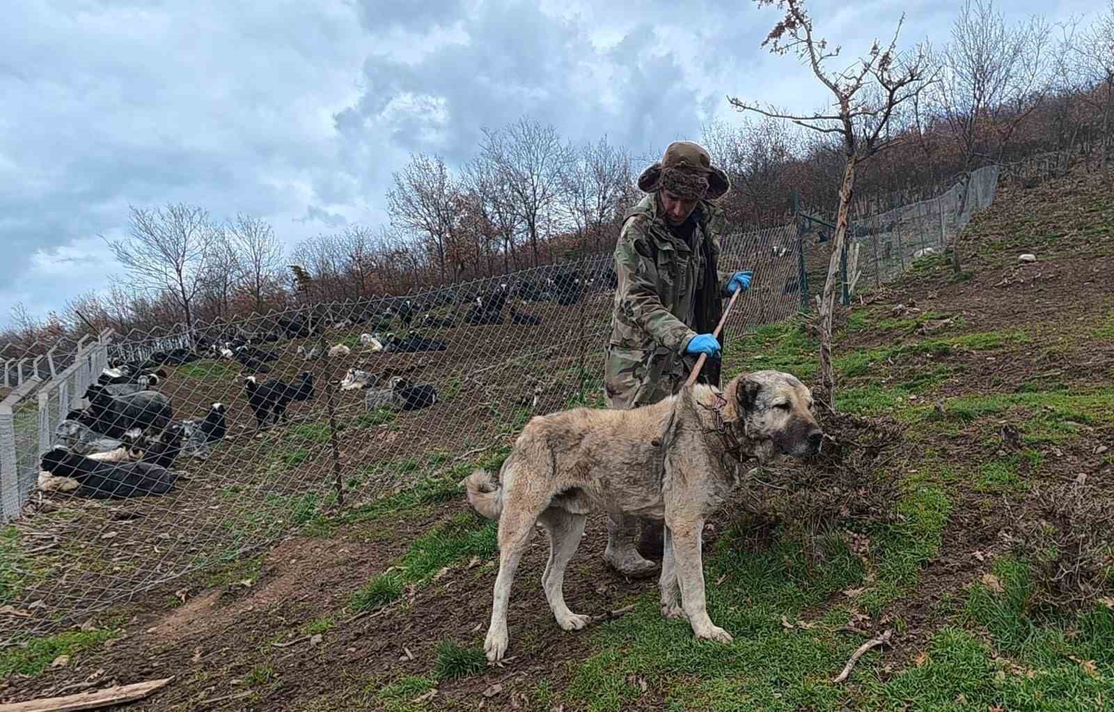 Sürünün muhafızı çoban köpekleri, çobanlara can dostu oluyor
