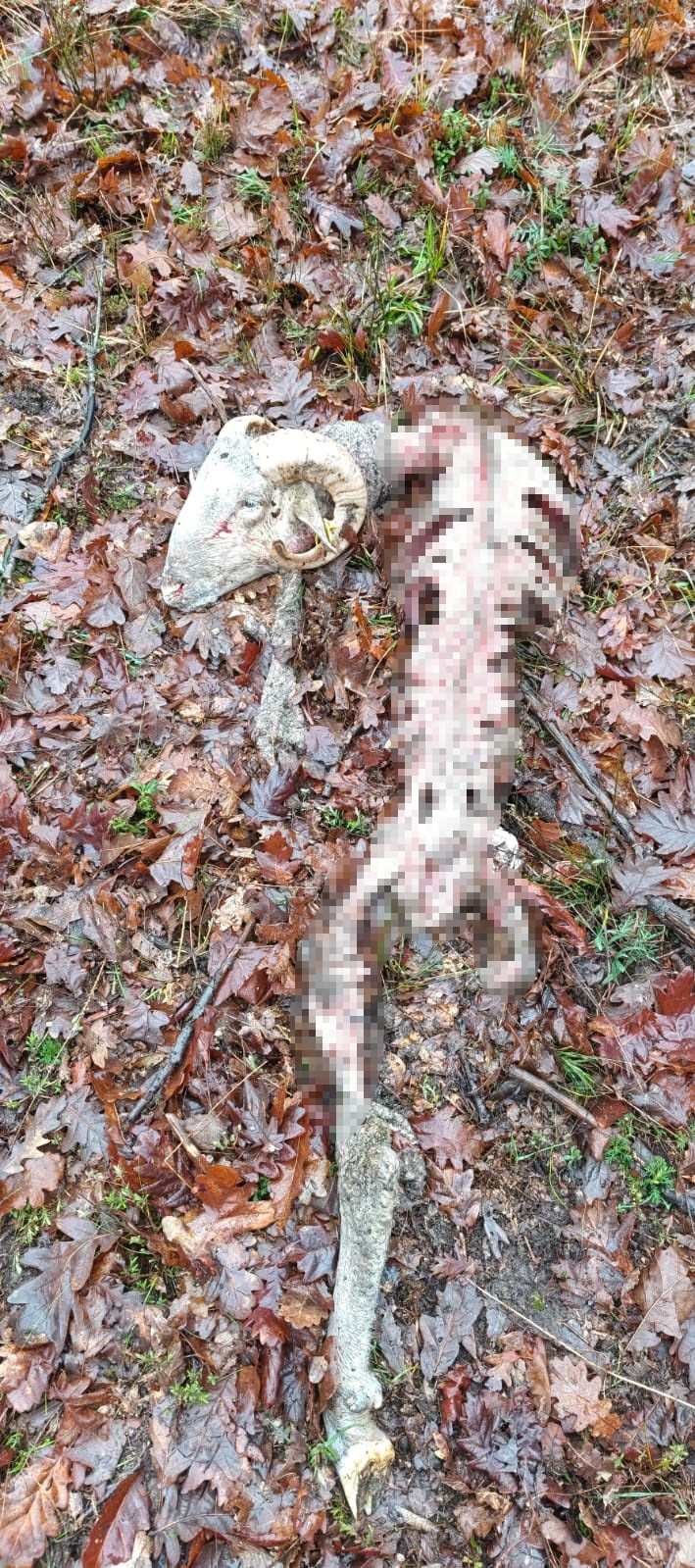 Sürüye kurt saldırdı: 18 koç ve 5 teke telef oldu
