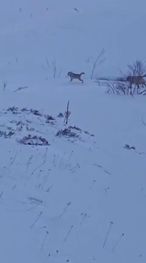 Sürüye saldıran kurt kangal köpeği tarafından engellendi
