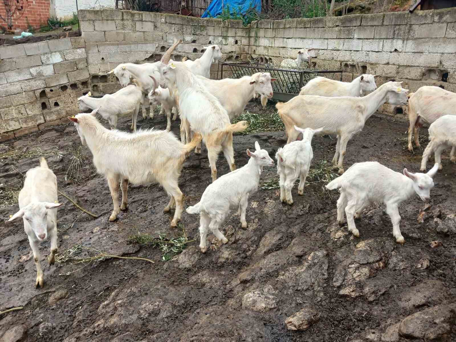 Süt rekortmeni Saanen keçiden dördüz doğum
