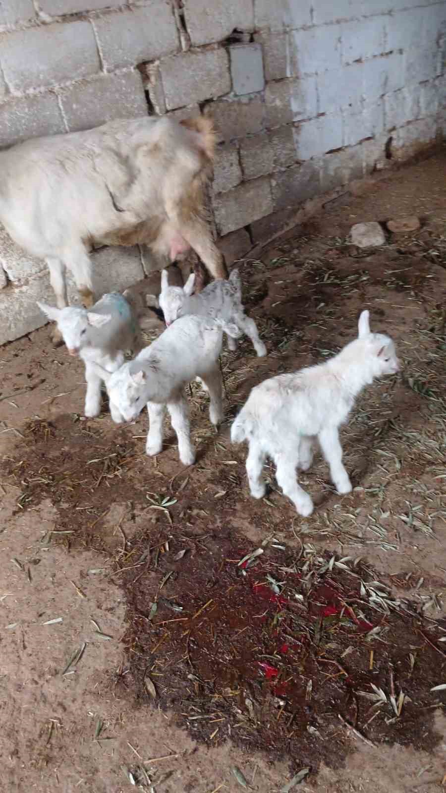 Süt rekortmeni Saanen keçiden dördüz doğum
