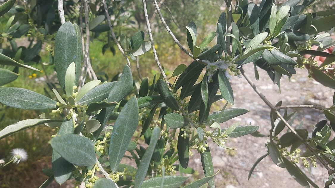 Tarım arazilerinde hastalık ve zararlı mesaisi
