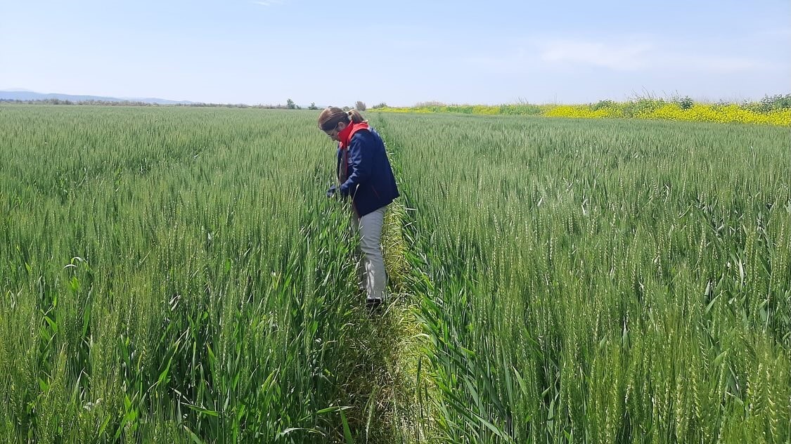 Tarım arazilerinde hastalık ve zararlı mesaisi
