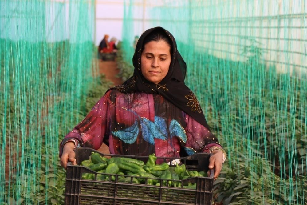 Tarım-GFE yıllık yüzde 34,24 arttı
