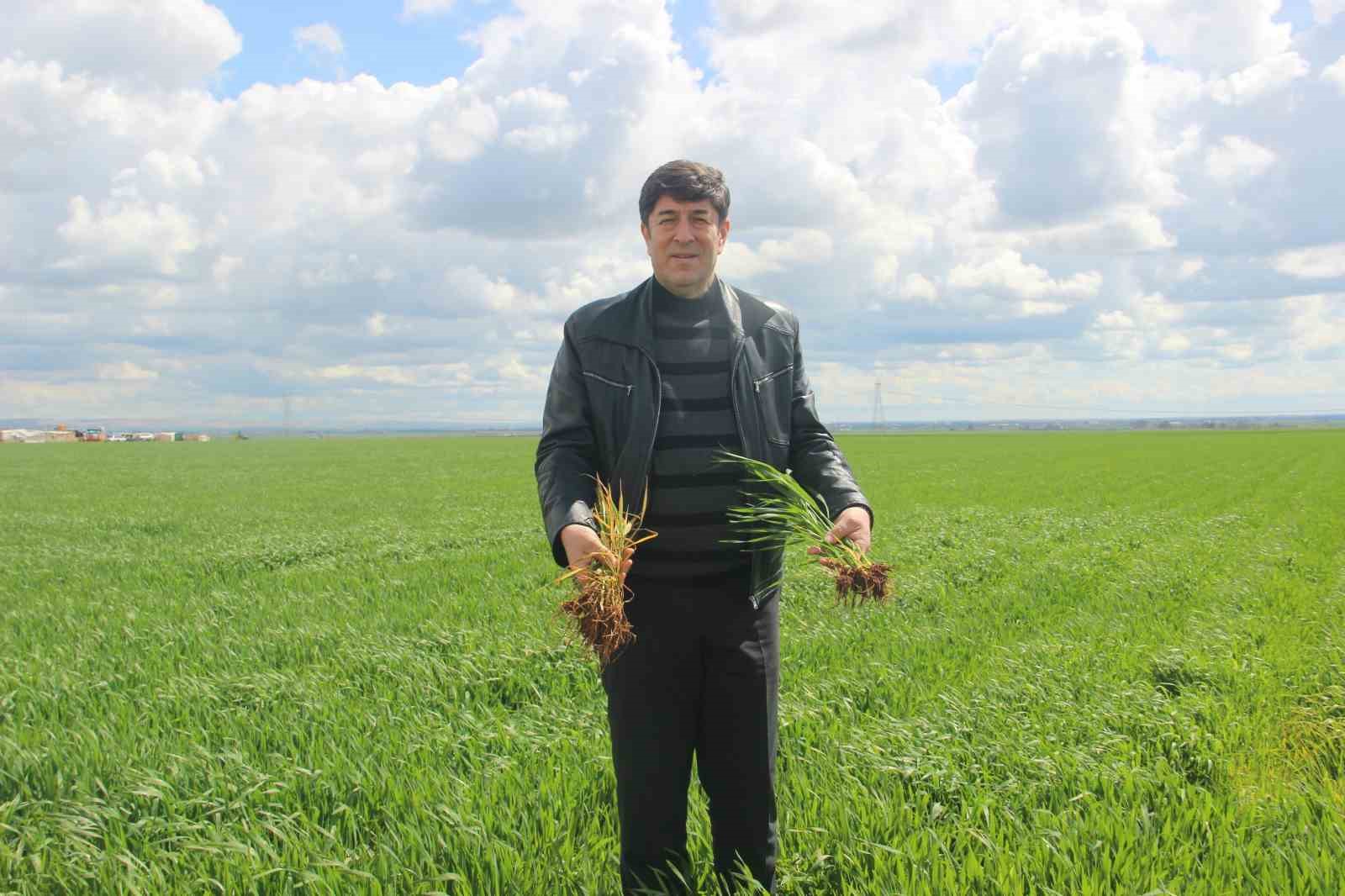 ’Tarım kenti’ Şanlıurfa yağışa doydu
