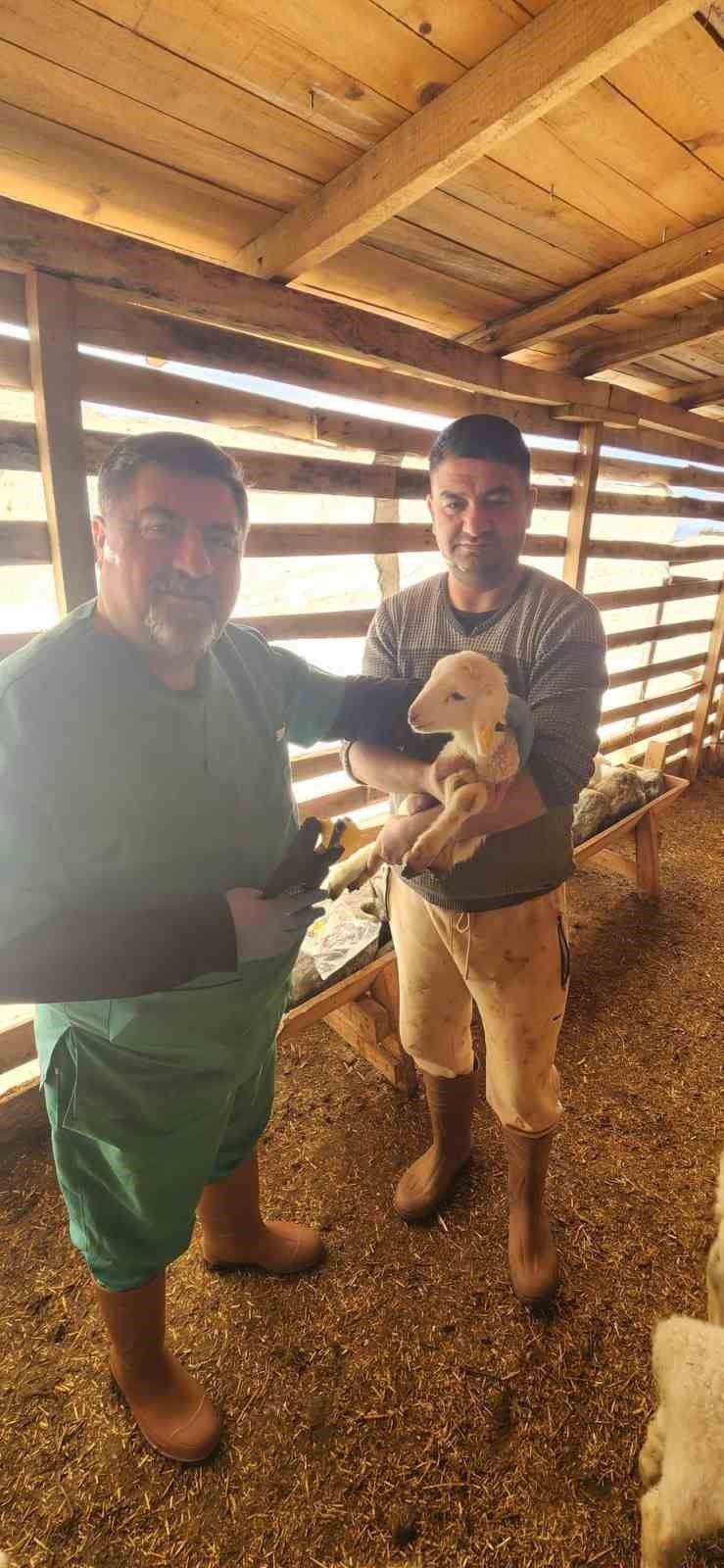 Tarım Müdürlüğü’nden Sazlı’da hayvan sağlığı mesaisi
