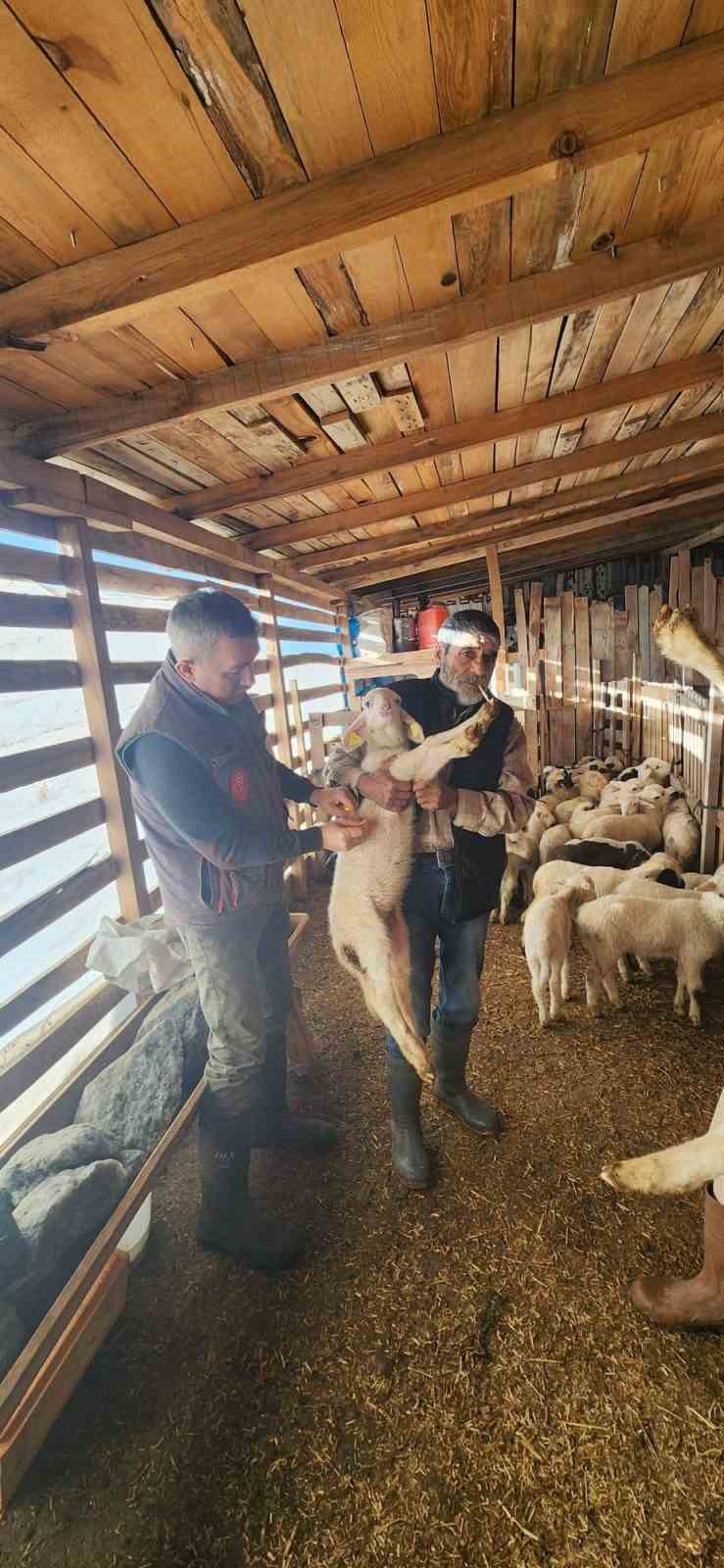 Tarım Müdürlüğü’nden Sazlı’da hayvan sağlığı mesaisi
