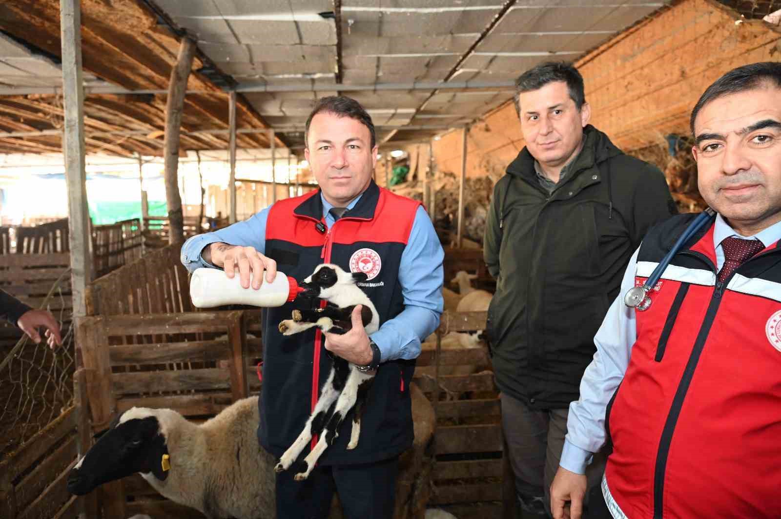 Tarım teşkilatı koyunu 9 doğuran besiciyi ziyaret etti
