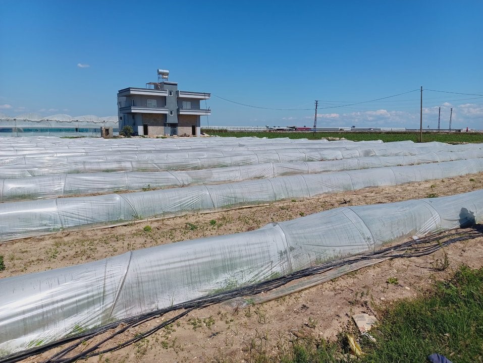 Tarım ve Orman Bakanlığından, bir çiftçinin satamadığı kıvırcıkların koyunlara yem edildiği iddialarına yalanlama
