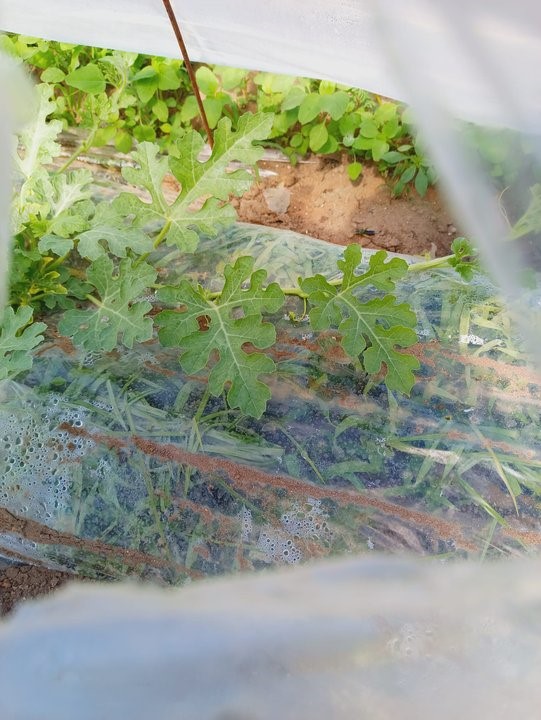 Tarım ve Orman Bakanlığından, bir çiftçinin satamadığı kıvırcıkların koyunlara yem edildiği iddialarına yalanlama
