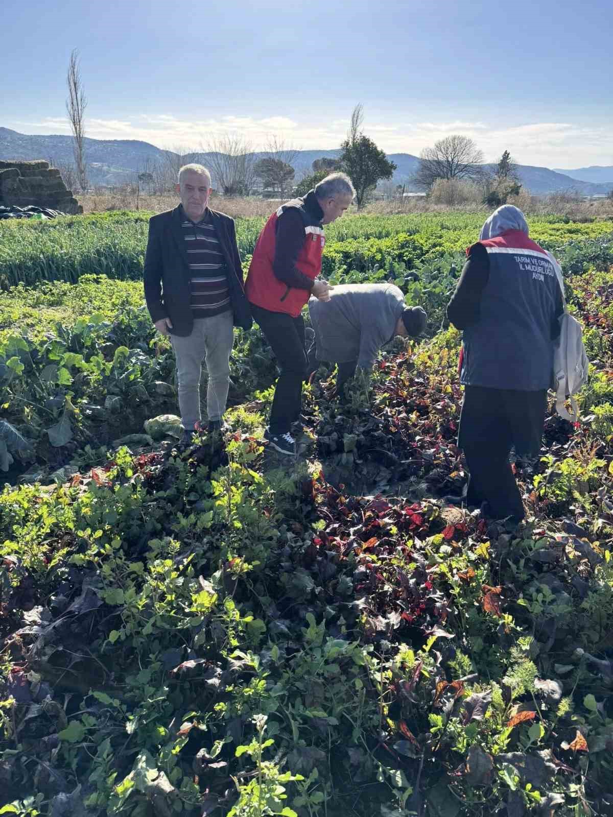 Tarımda kimyasalsız üretime yerinde inceleme
