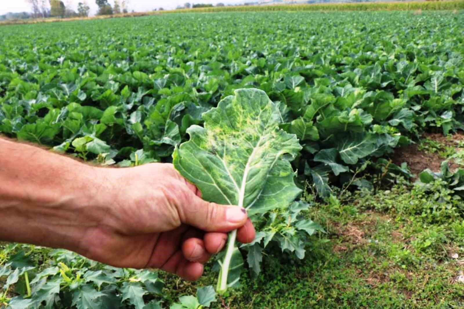 Tarımsal üretimde Samsun başı çekiyor
