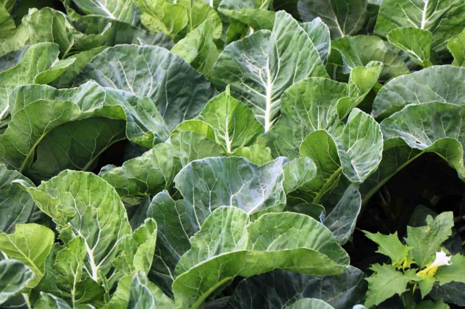 Tarımsal üretimde Samsun başı çekiyor
