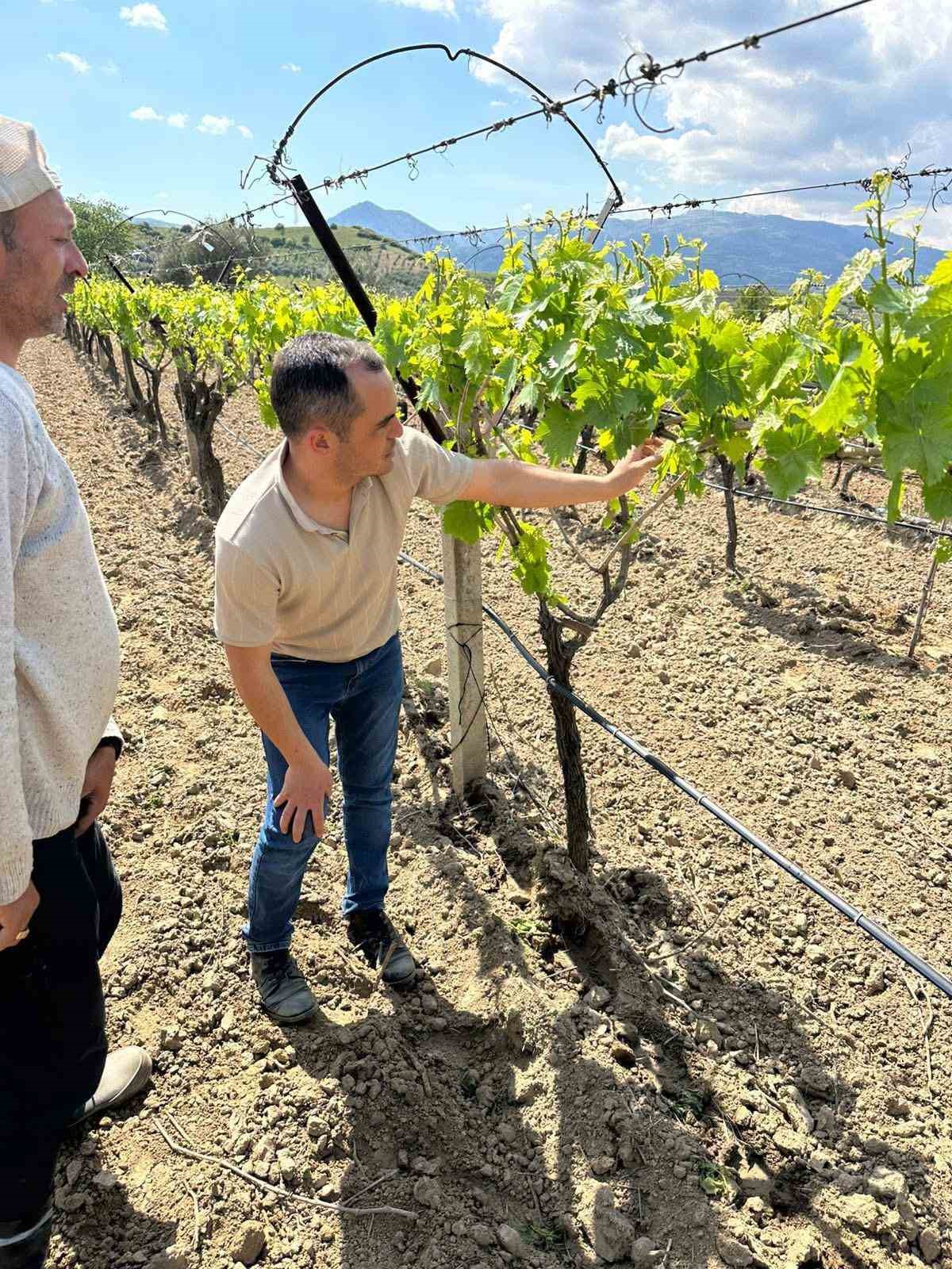 TARİŞ’ten bağlara yakın takip
