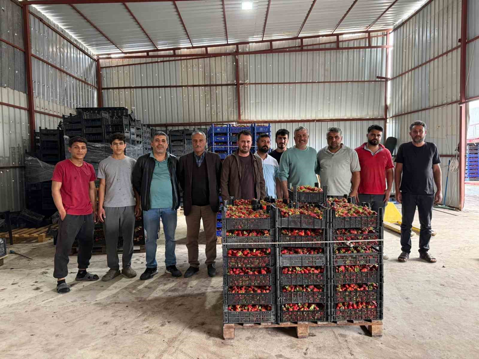 Tarla ile market rafları arasındaki farka üretici bile inanamıyor
