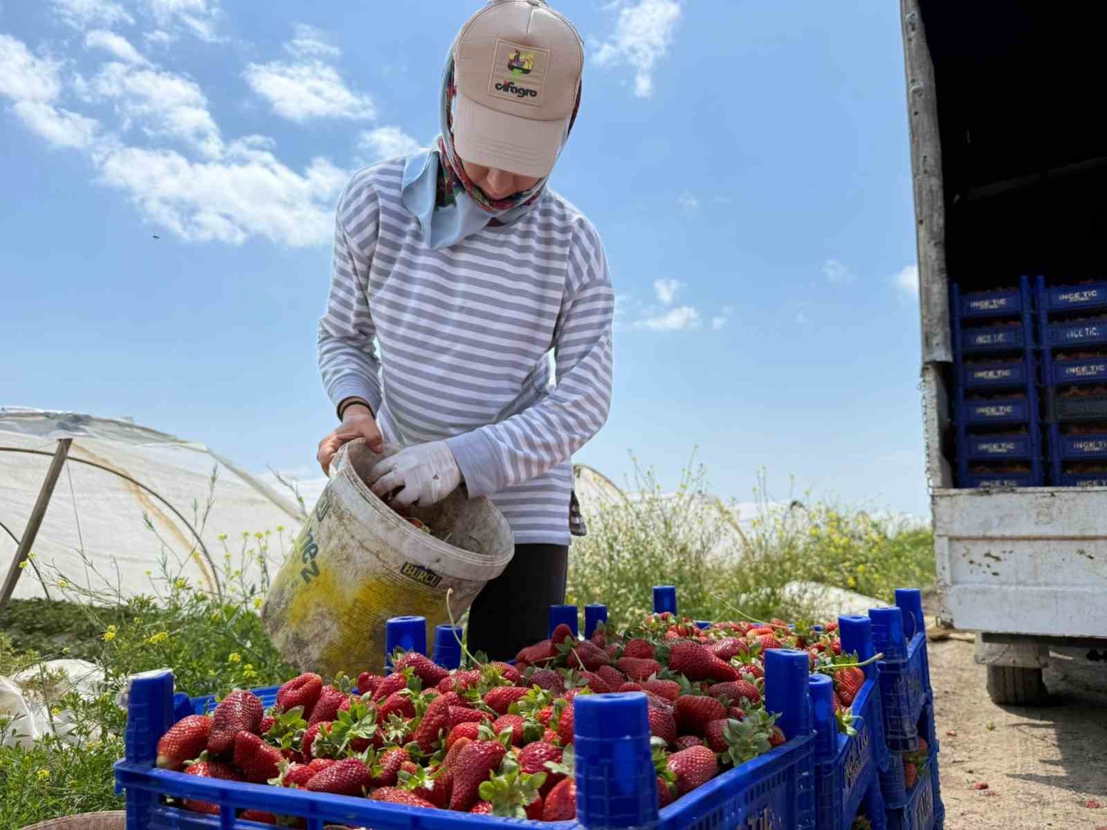 Tarla ile market rafları arasındaki farka üretici bile inanamıyor
