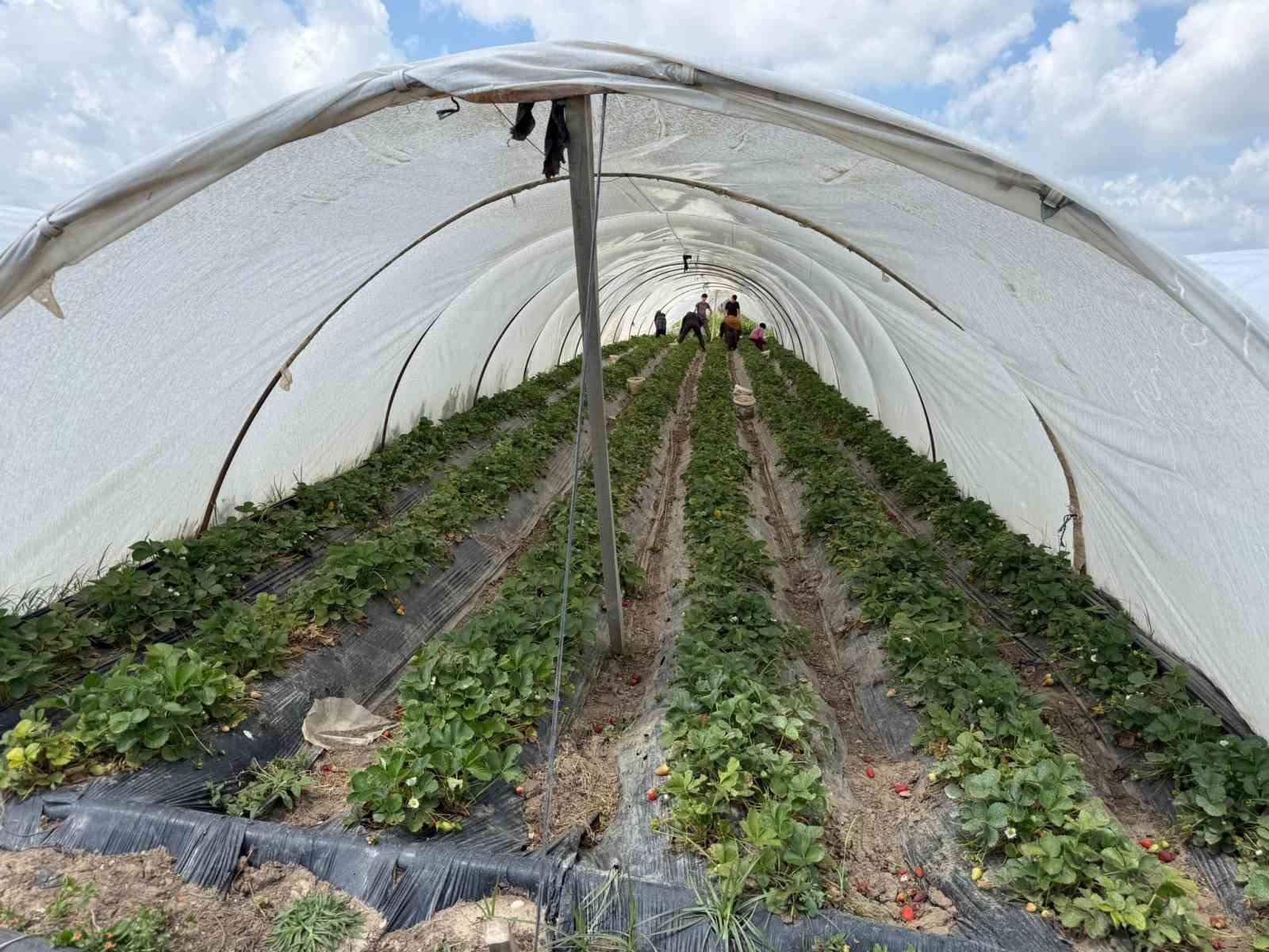 Tarla ile market rafları arasındaki farka üretici bile inanamıyor
