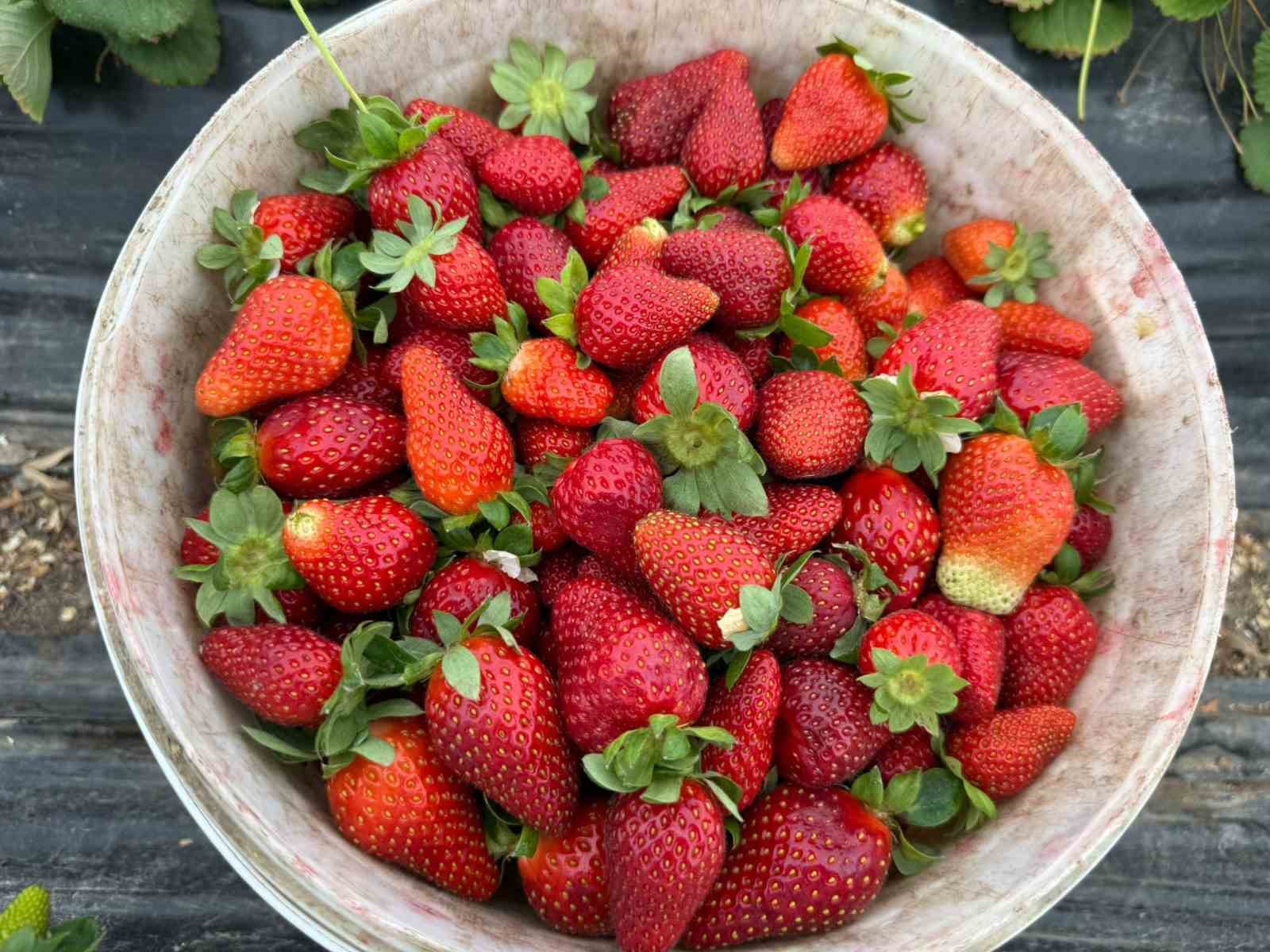 Tarla ile market rafları arasındaki farka üretici bile inanamıyor
