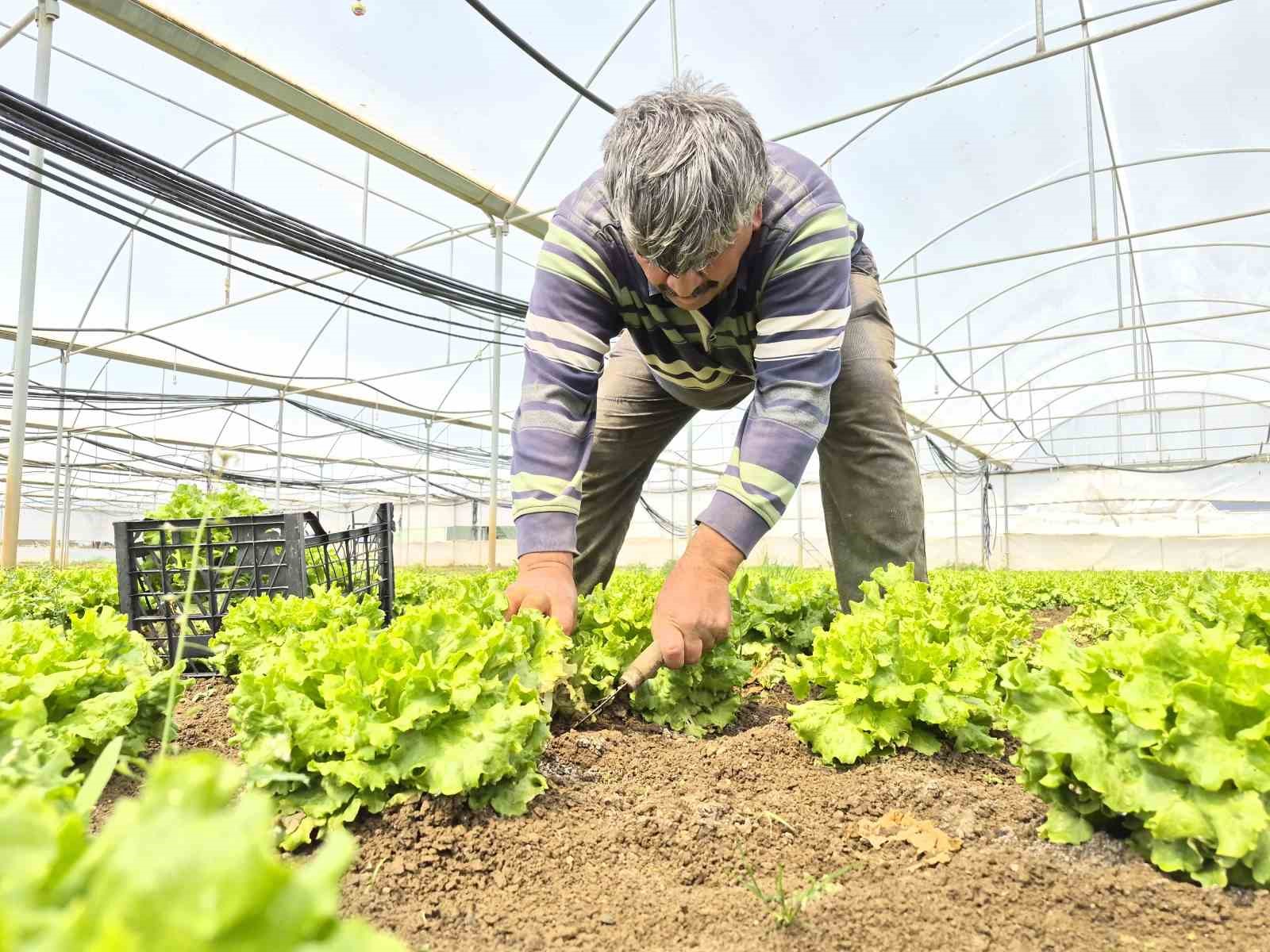 Tarlada ortalama 15 TL olan marul tezgahlarda 100 TL’ye satılıyor
