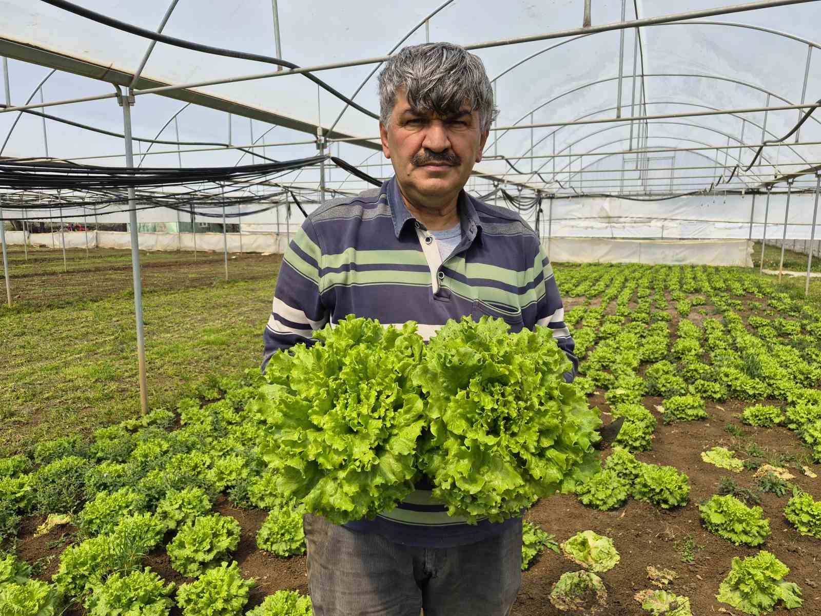 Tarlada ortalama 15 TL olan marul tezgahlarda 100 TL’ye satılıyor
