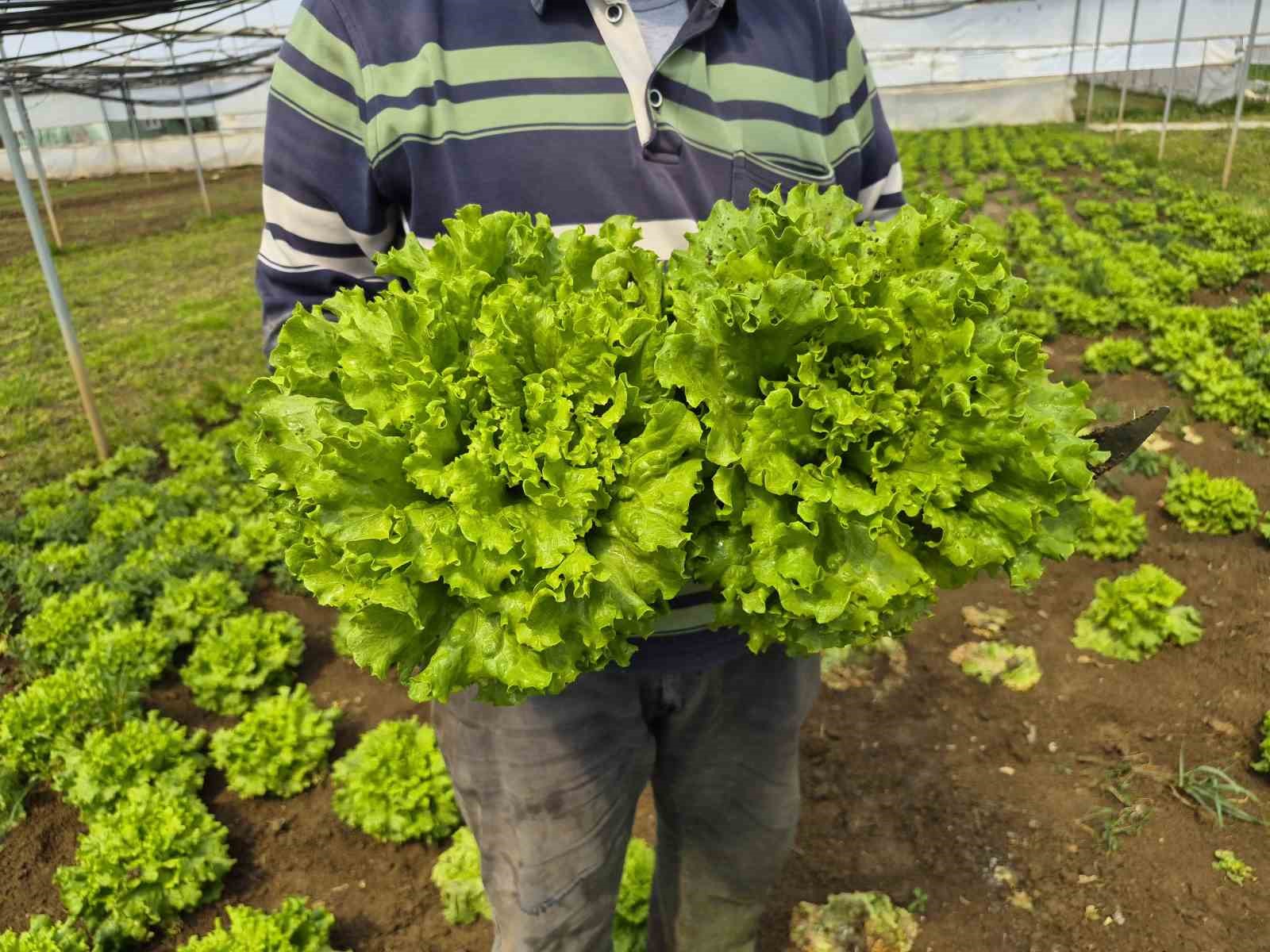 Tarlada ortalama 15 TL olan marul tezgahlarda 100 TL’ye satılıyor
